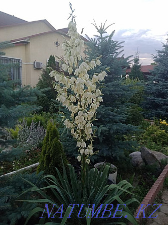 Garden plants, perennial flowers, conifers, ponds and more Qaskeleng - photo 4