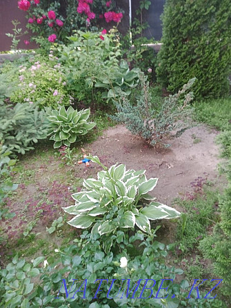 Садовые растения, многолетние цветы, хвойные, прудовые и многое другое Каскелен - изображение 1