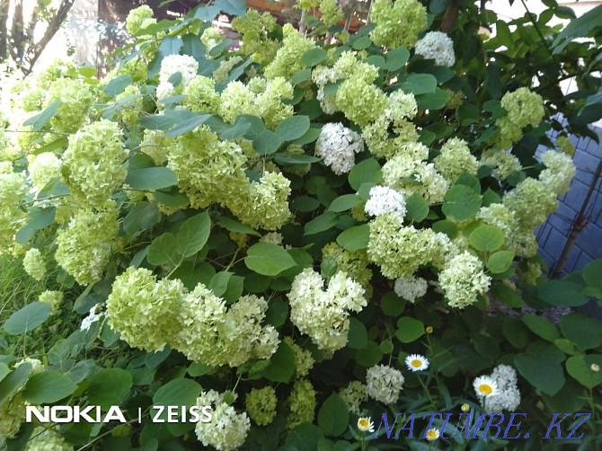 Garden plants, perennial flowers, conifers, ponds and more Qaskeleng - photo 3