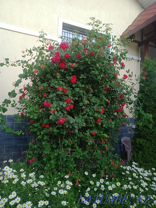 Садовые растения, многолетние цветы, хвойные, прудовые и многое другое Каскелен - изображение 2