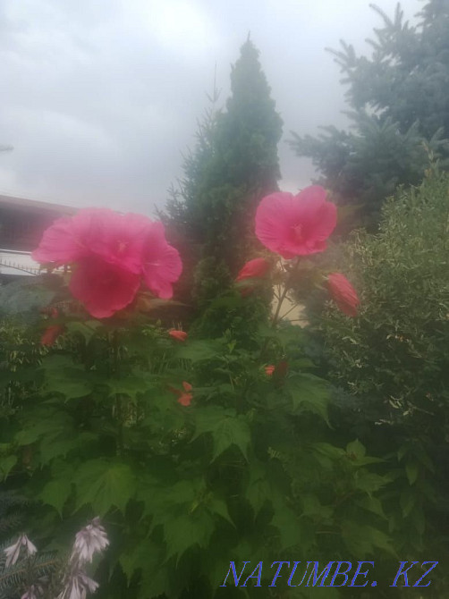 Садовые растения, многолетние цветы, хвойные, прудовые и многое другое Каскелен - изображение 6