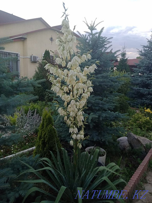 Садовые растения, многолетние цветы, хвойные, прудовые и многое другое Каскелен - изображение 4