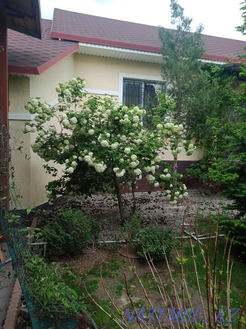 Садовые растения Каскелен - изображение 1