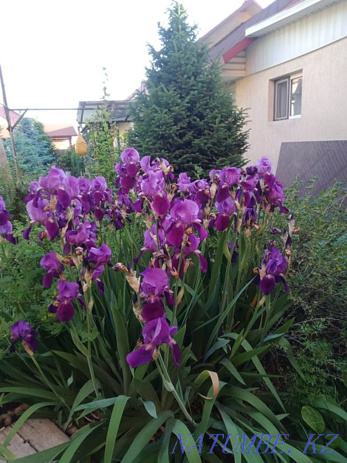 Садовые растения Каскелен - изображение 3