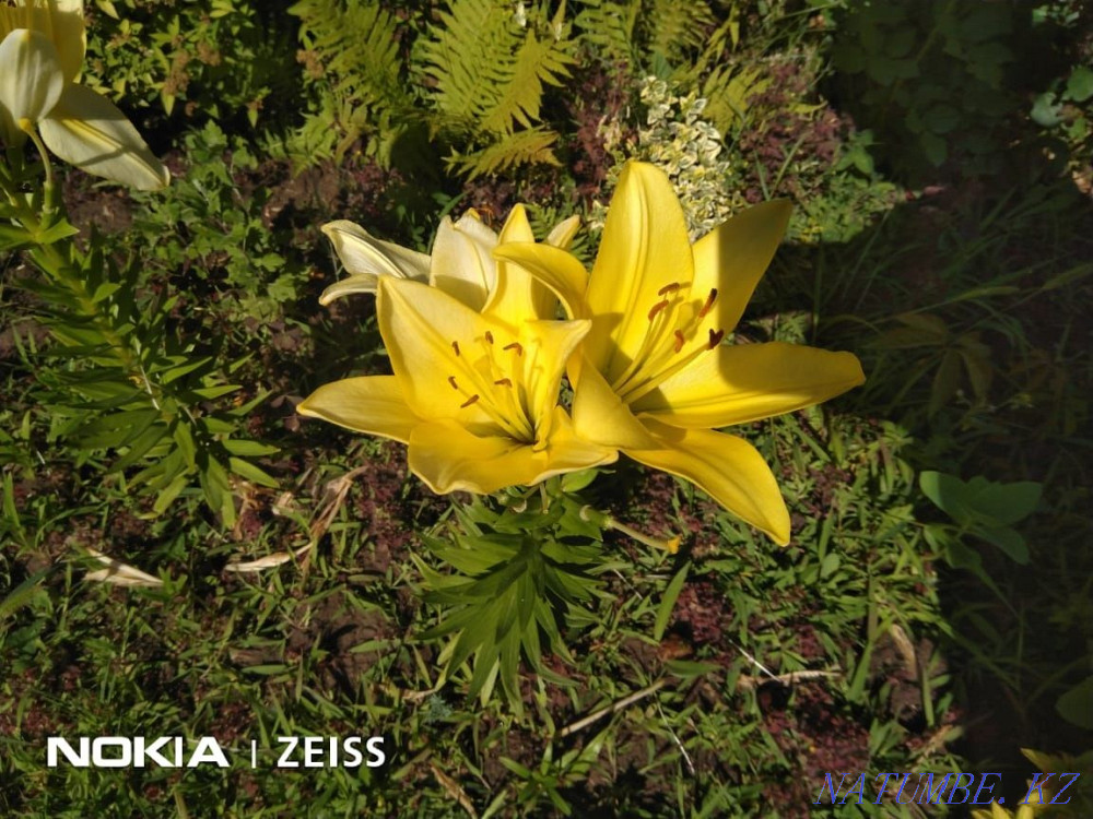 Садовые растения Каскелен - изображение 8