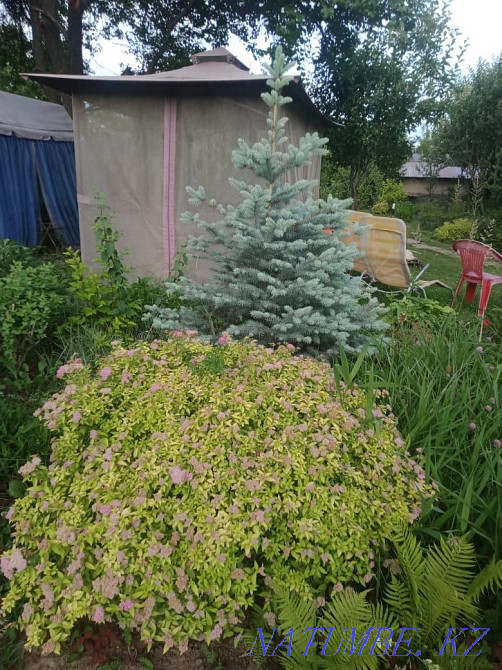 Садовые растения Каскелен - изображение 5