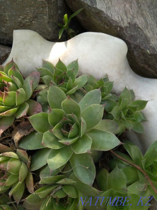 Каменные розы садовое растение Алматы - изображение 5