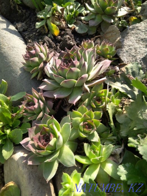 Каменные розы садовое растение Алматы - изображение 3