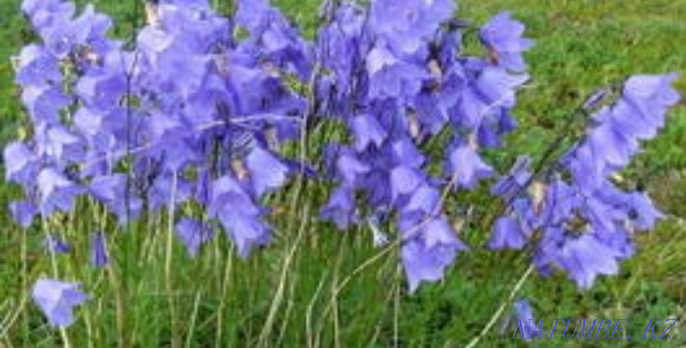 Sell garden perennials Oral - photo 3