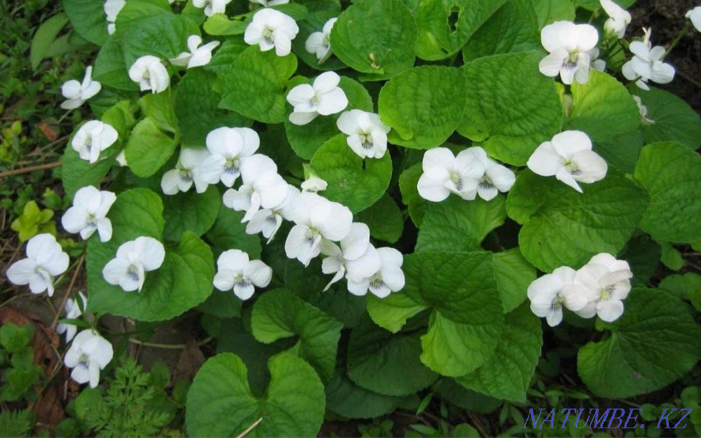 Sell garden perennials Oral - photo 2