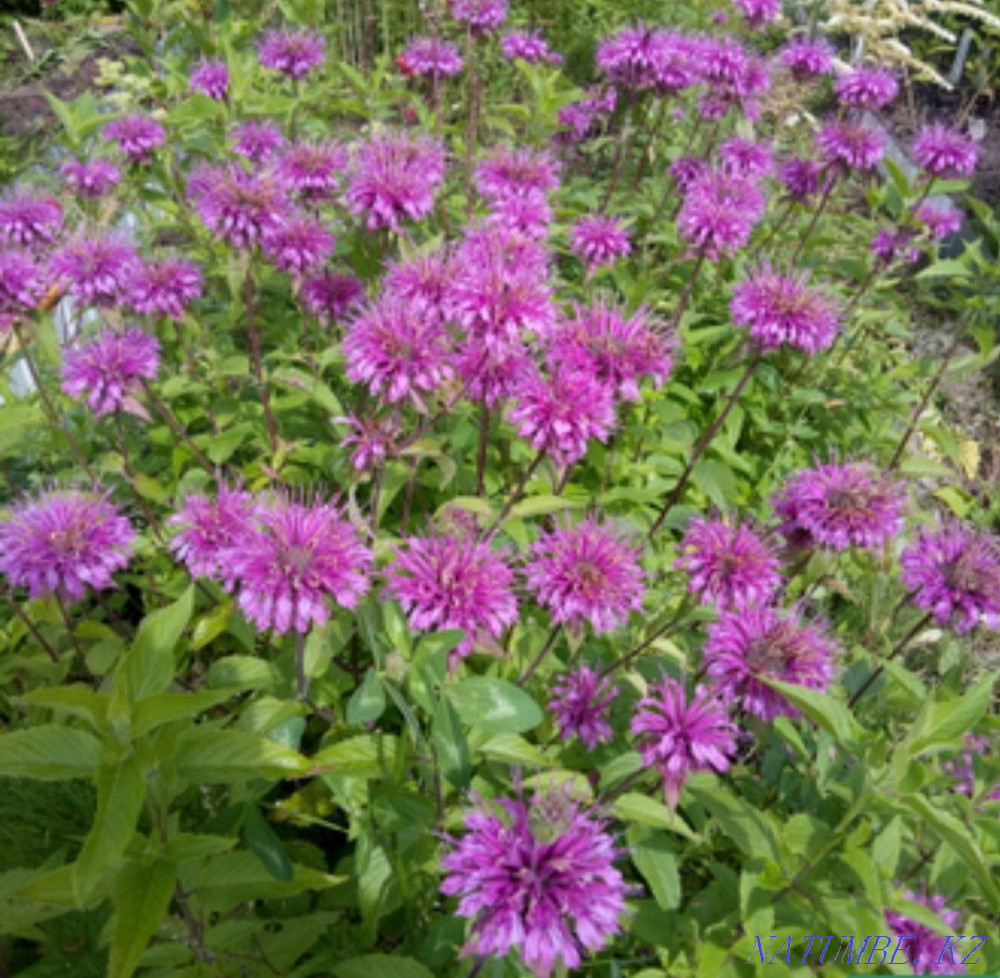 Sell garden perennials Oral - photo 4