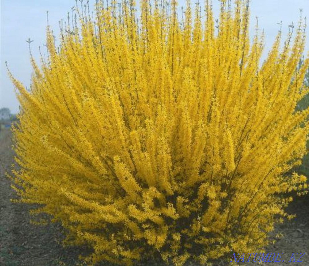 Sell garden perennials Oral - photo 1