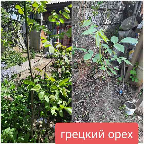 Садовые растения и грецкийорех, Боралдай Almaty
