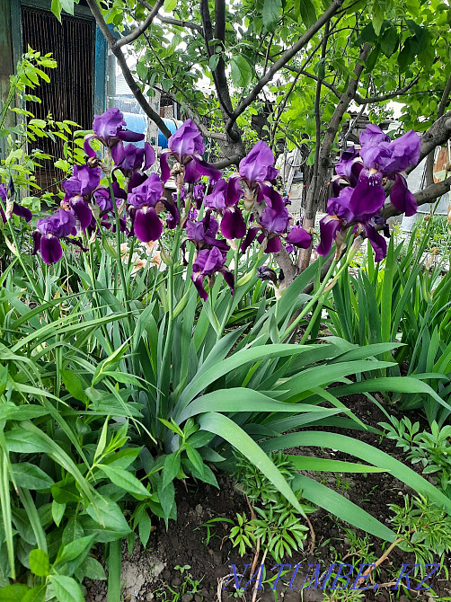 Садовые растения и грецкийорех, Боралдай Алматы - изображение 7