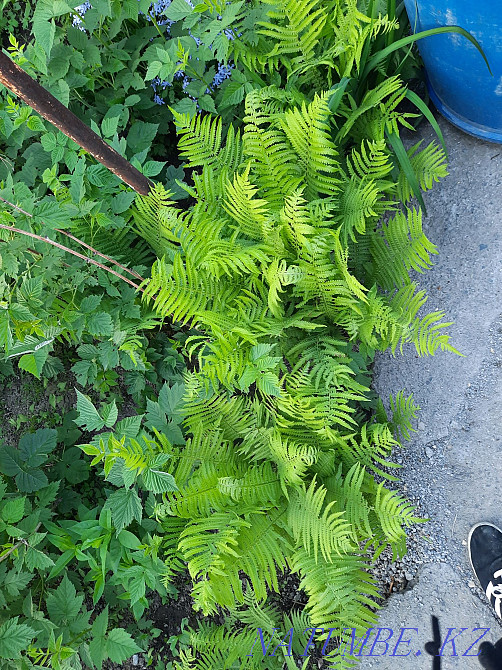 Садовые растения и грецкийорех, Боралдай Алматы - изображение 2