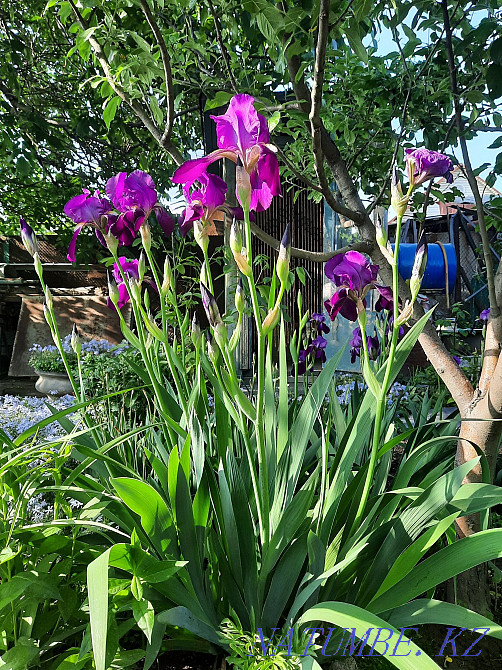 Садовые растения и грецкийорех, Боралдай Алматы - изображение 5