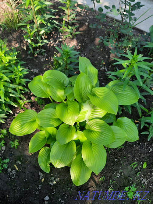 Садовые растения и грецкийорех, Боралдай Алматы - изображение 6