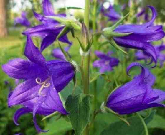 Продам садовое растение- колокольчик широколистный Almaty