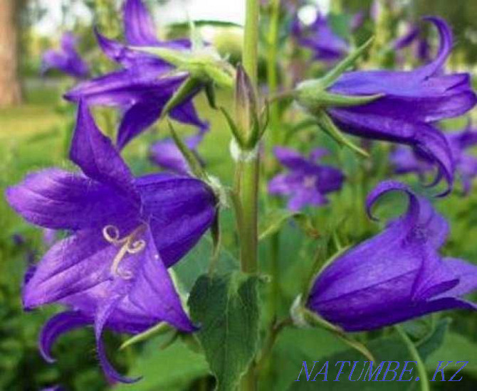 I will sell a garden plant - broad-leaved bell Almaty - photo 1