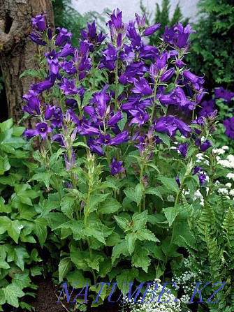 I will sell a garden plant - broad-leaved bell Almaty - photo 3