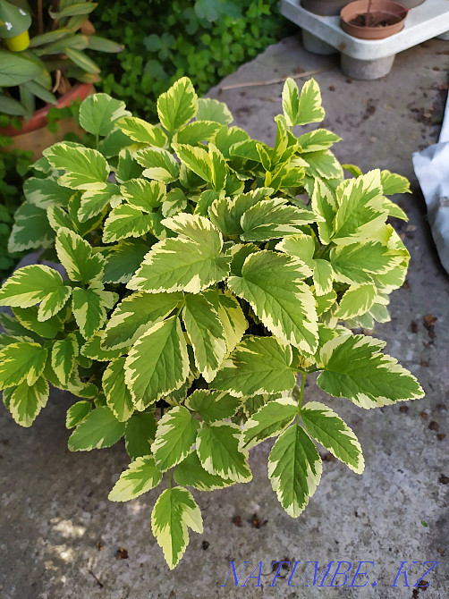 garden plants Almaty - photo 7