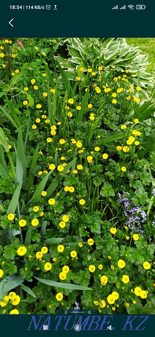 garden plants Almaty - photo 3