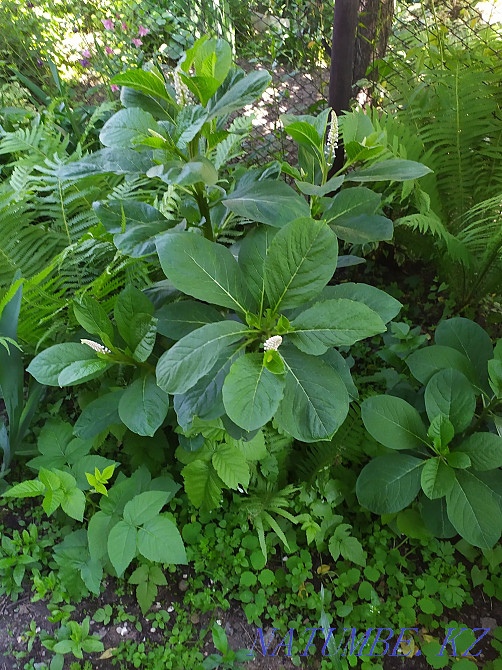 garden plants Almaty - photo 6