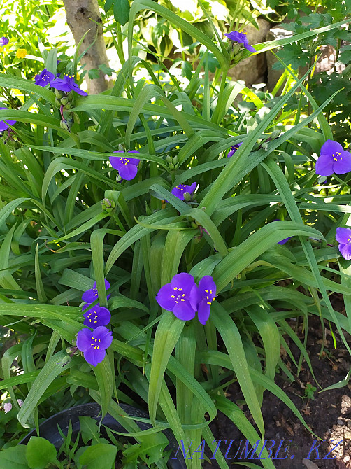 garden plants Almaty - photo 5