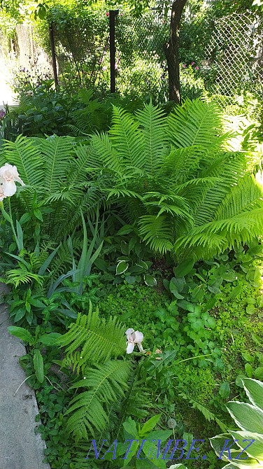 garden plants Almaty - photo 8