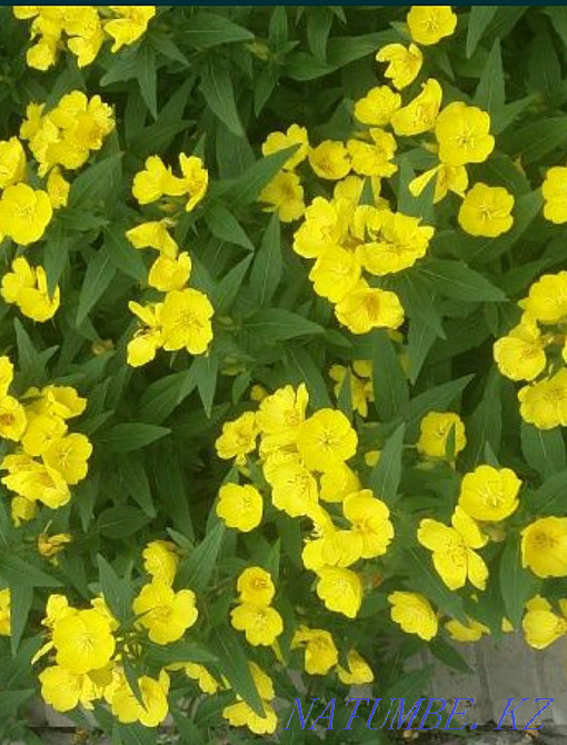 garden plants Almaty - photo 1