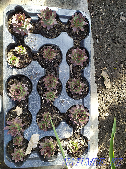 garden plants Almaty - photo 4