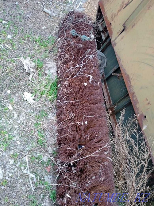 Iron brush Zilovskaya Almaty - photo 1