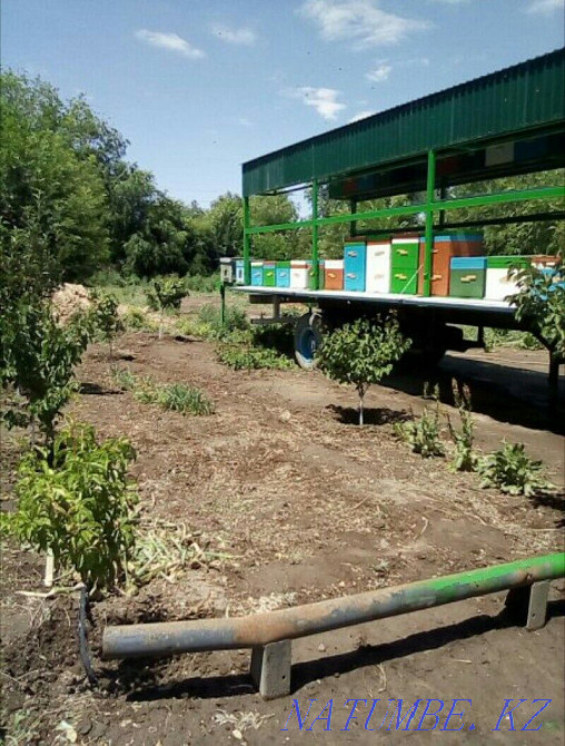 Beepovelion, bees. Almaty Almaty - photo 1