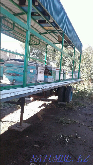 Beepovelion, bees. Almaty Almaty - photo 8