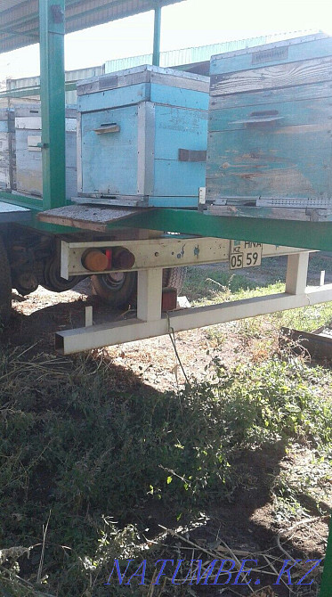 Beepovelion, bees. Almaty Almaty - photo 7