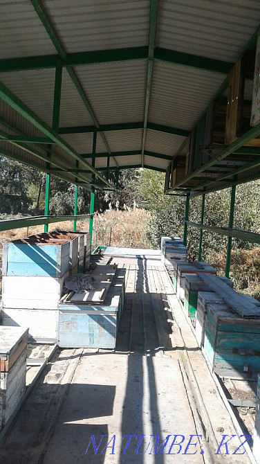 Beepovelion, bees. Almaty Almaty - photo 6