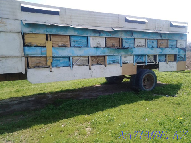 Bee Trailer Shymkent - photo 2