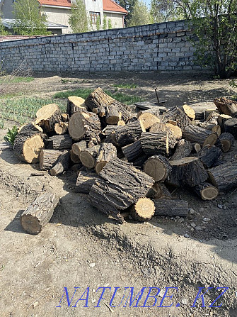 Firewood elm Taldykorgan - photo 1
