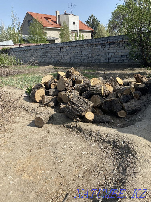 Дрова карагач Талдыкорган - изображение 2