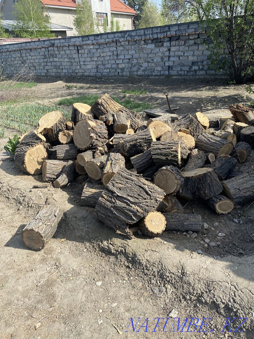 Дрова карагач Талдыкорган - изображение 1