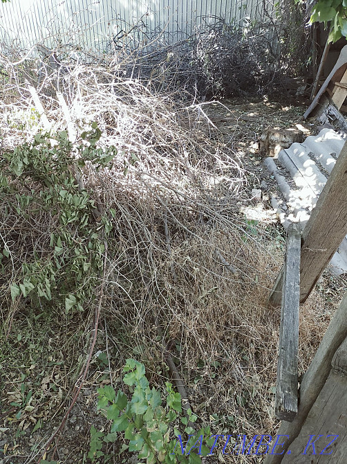 Ветки бесплатно самовывоз Аксукент - изображение 1