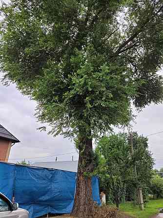 Продам дерево карагач  Алматы