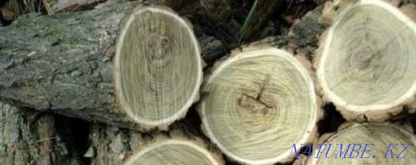 Карагач кругляк  - изображение 1