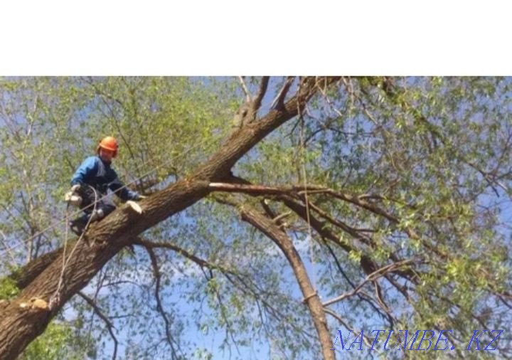 For firewood on material Taraz - photo 1