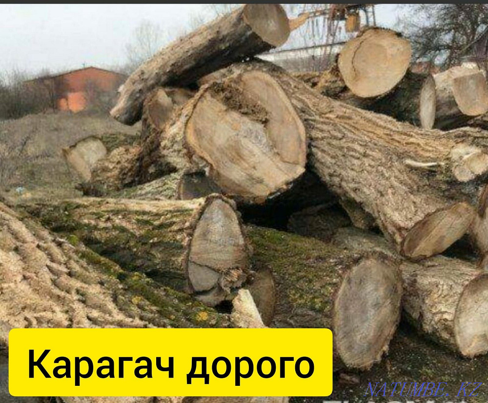 карагач дорого орех Тараз - изображение 1