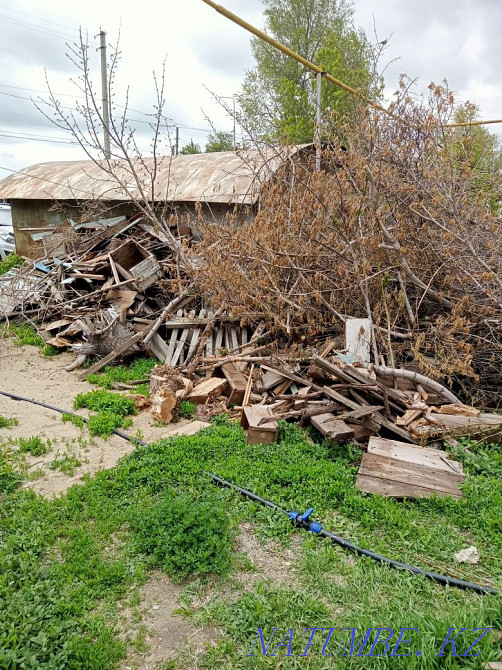 I will give firewood for free, pickup Khromtau - photo 2