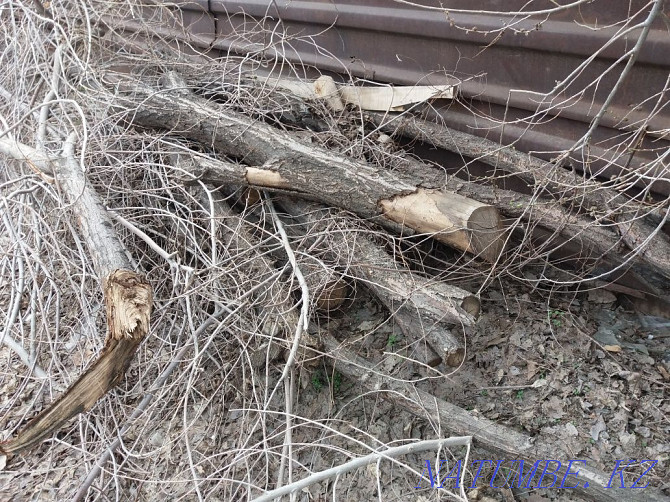 Firewood free pickup Aqtobe - photo 1