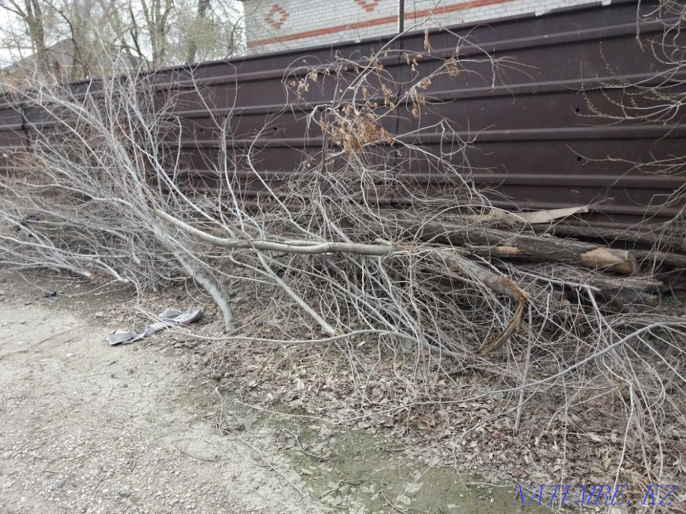 Firewood free pickup Aqtobe - photo 2