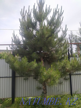 Pine, price is negotiable Гульдала - photo 1