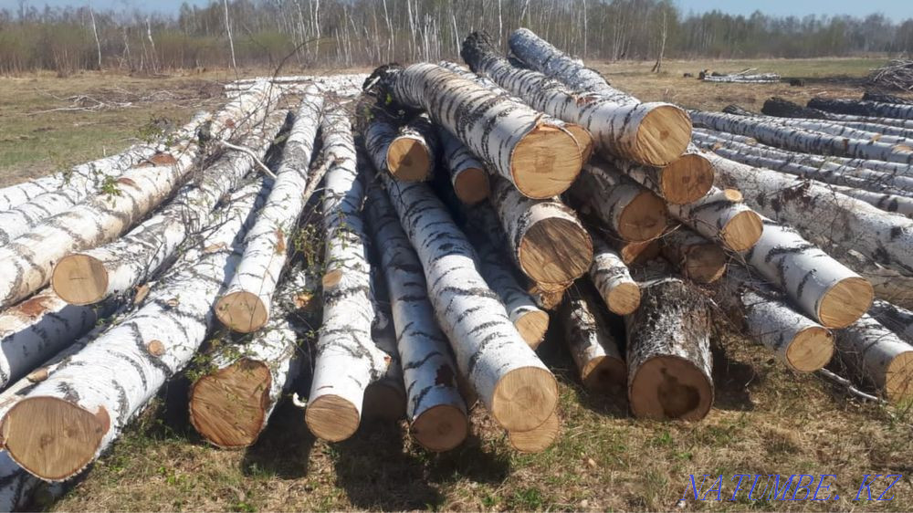 Береза кругляк Алгабас - изображение 1